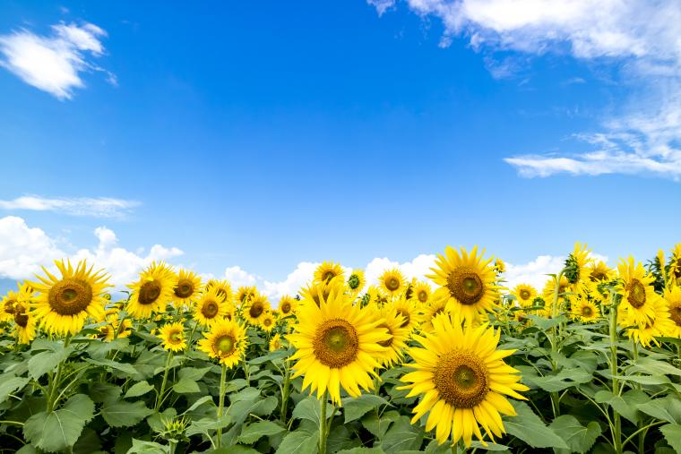 商品2のタイトル